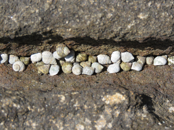 총알고둥과 함께 모여있는 모습